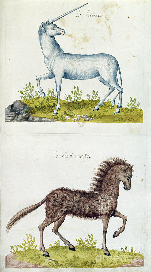 Drawings Of A Unicorn And A Wild Horse Painting by French School