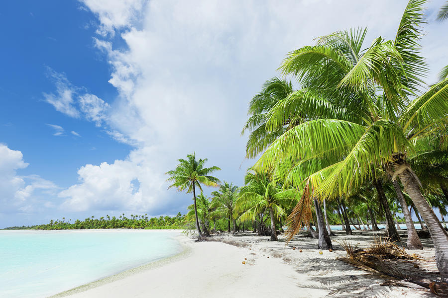 Dream Beach Bora-bora Coconut Palm Photograph by Mlenny