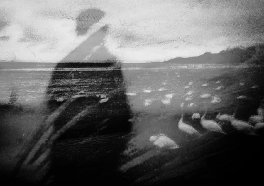 Swan Photograph - Dream by Emilian Avr?mescu