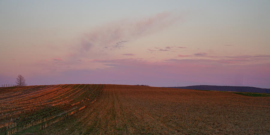 Dream Field by Tana Reiff Dream Field by Tana Reiff