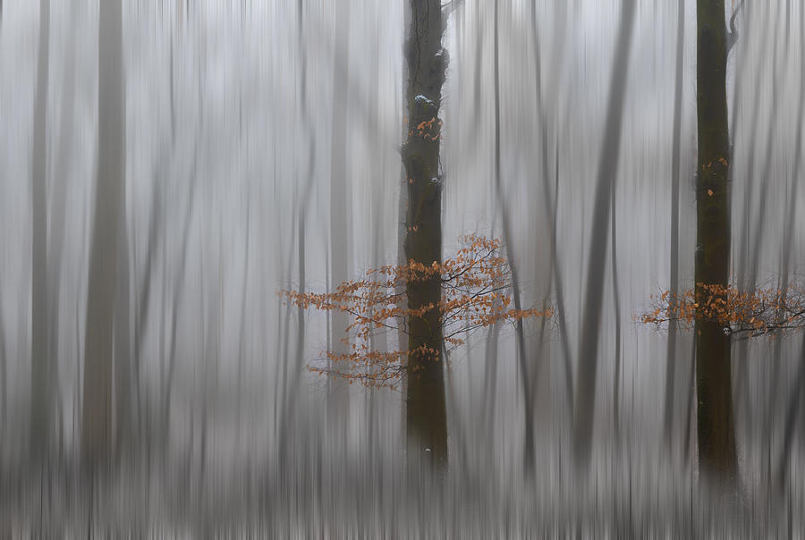Fall Photograph - Dream Forest by Greetje Van Son
