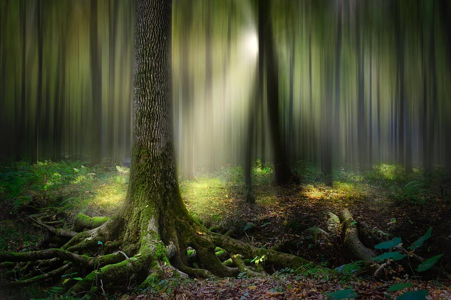 Dream Forest Photograph by Nikola Nemet