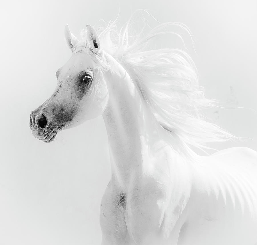 Animal Photograph - Dream Horse by Alaa El Deeb