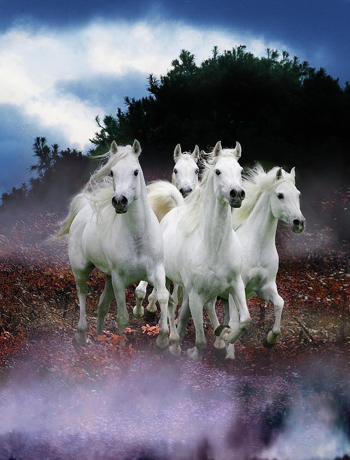 Dream Horses 078 Photograph by Bob Langrish - Fine Art America