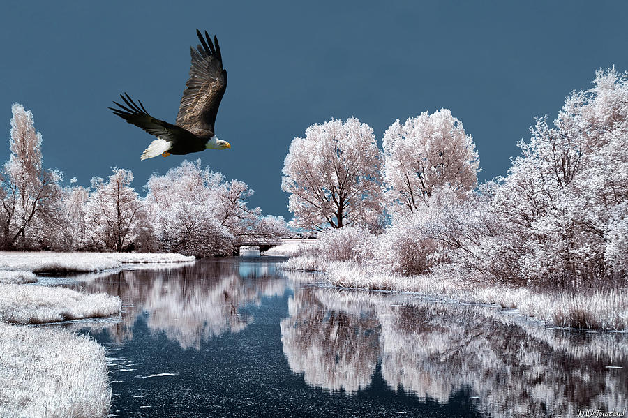 Dream of an Eagle Photograph by Weston Westmoreland