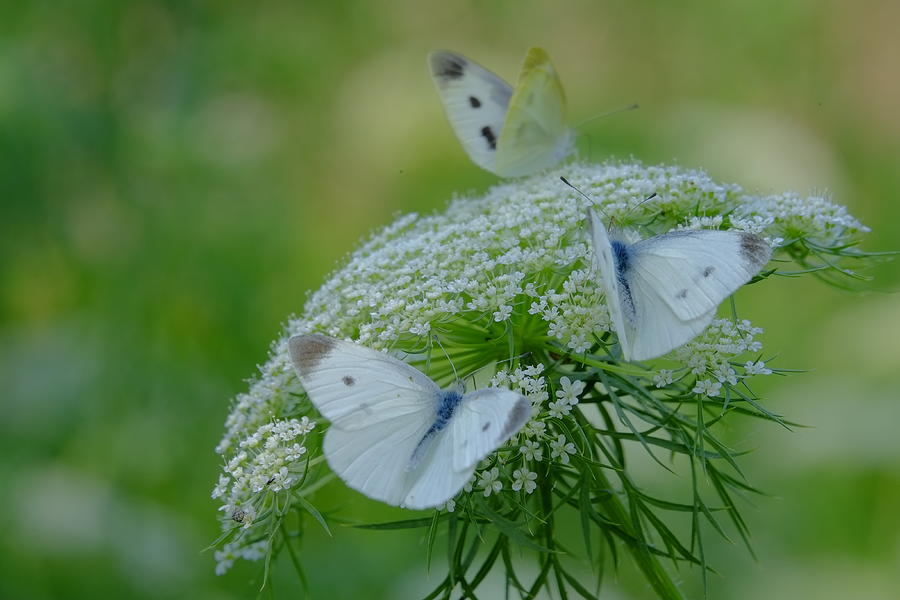 Dream Of Butterfly Photograph by New Impressionist