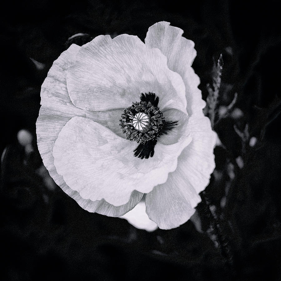 Poppy Photograph - Dream of Peace by Marianne Campolongo