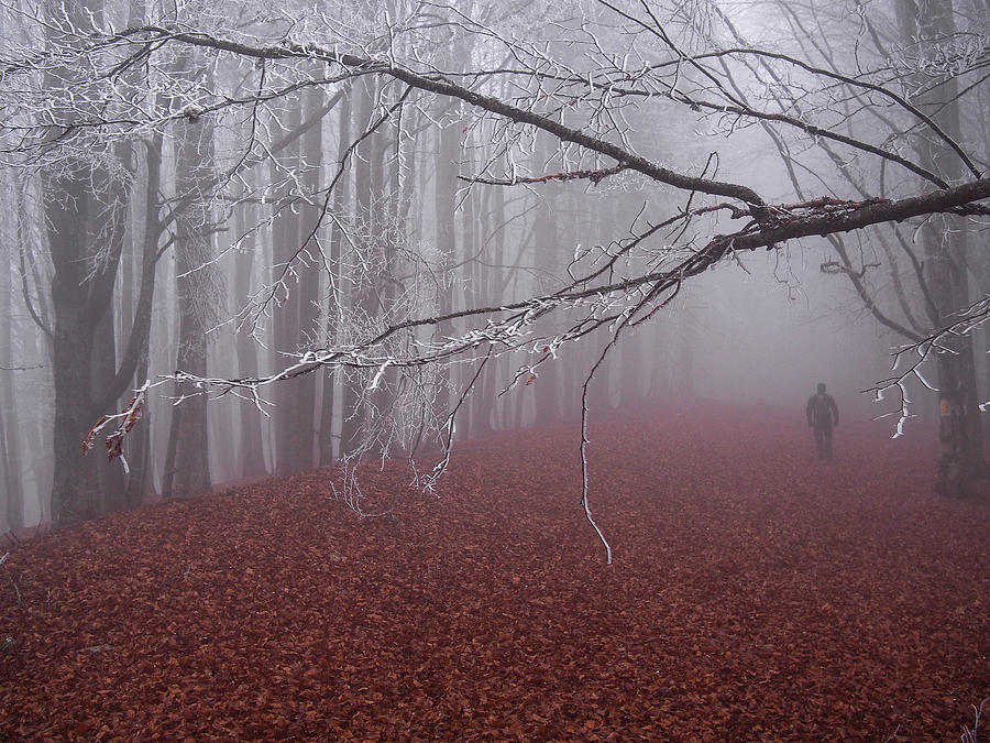 Nature Photograph - Dream Pathway by Alina Iliuta