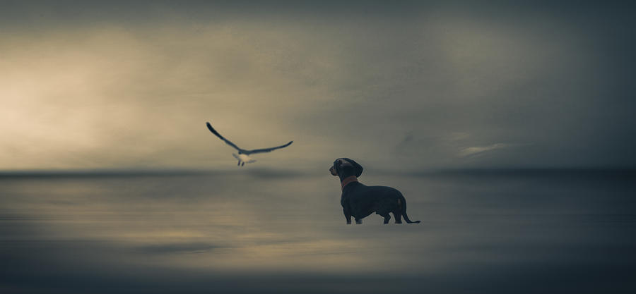 Animals Photograph - Dreamer....just A Little Dreamer..... by Heike Willers