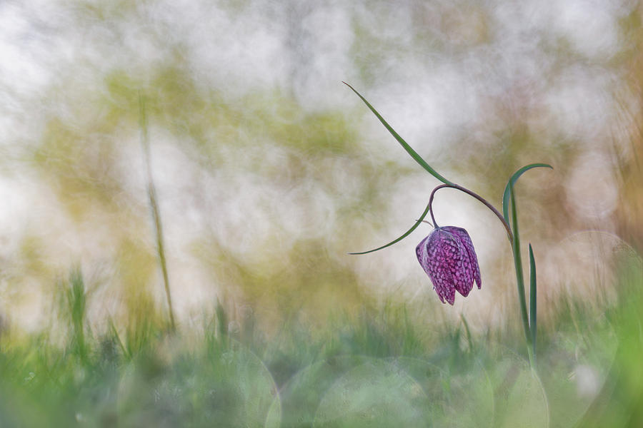 Flower Photograph - Dreaming Beauty by Henrik Spranz
