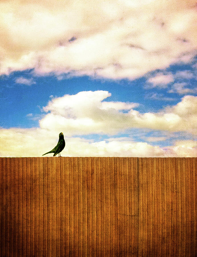 Dreaming Bird Photograph by Melinda Moore