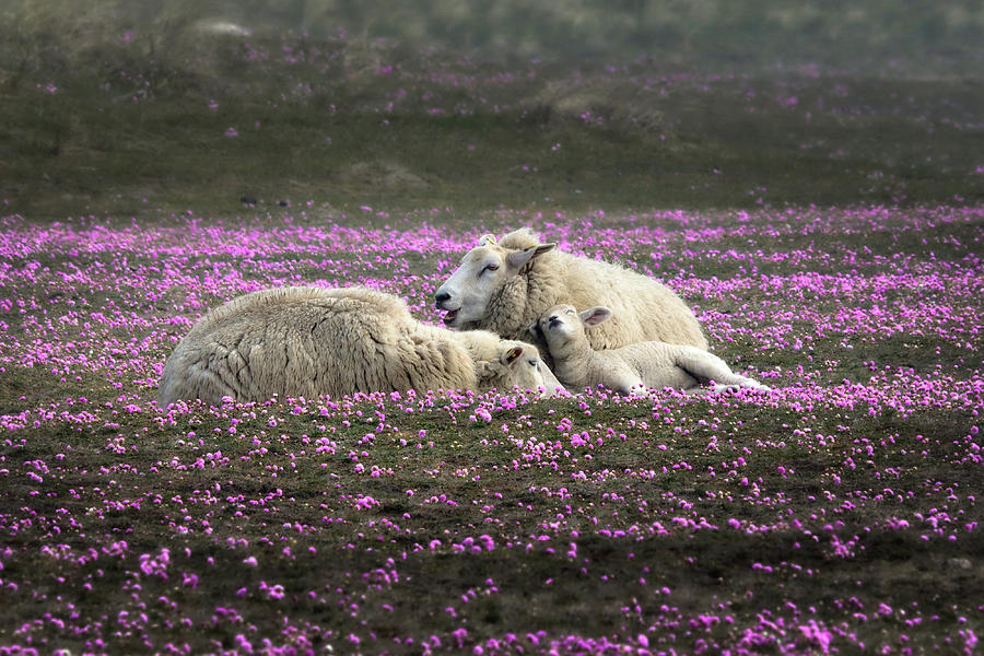 Dreaming In Pink Photograph by Bodo Balzer