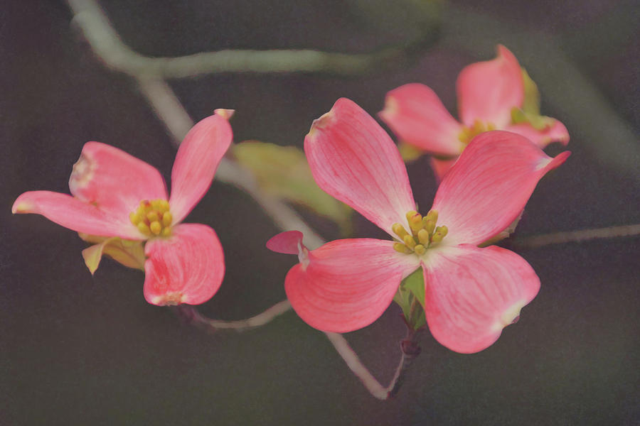 Dreaming of Dogwoods Photograph by Leda Robertson