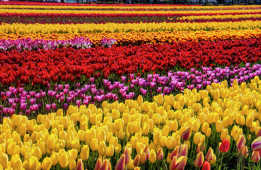 Dreaming Of Endless Tulips Photograph by Garry Gay