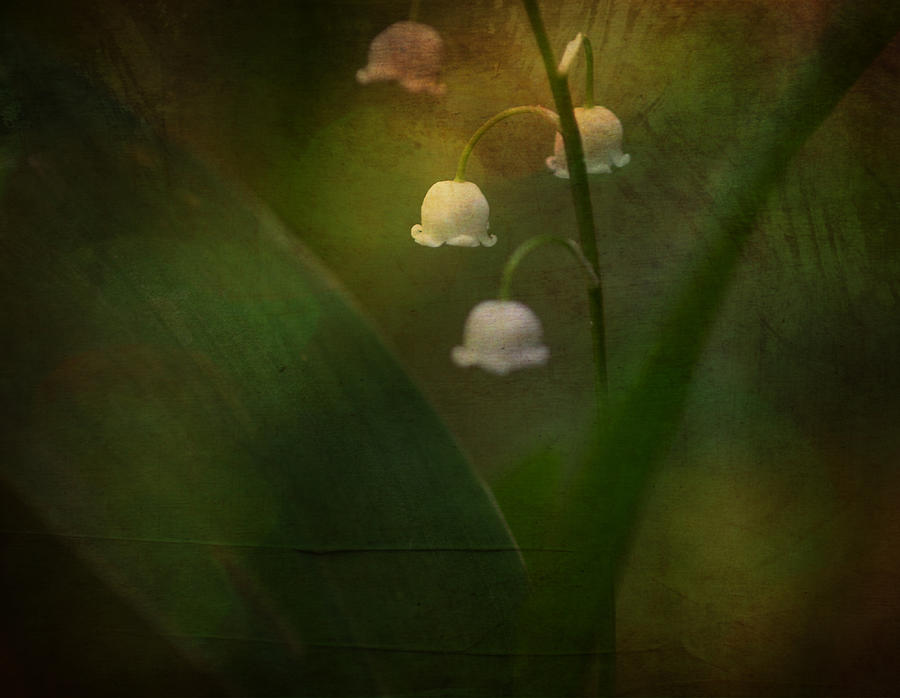 Dreaming Of Spring - Lily Of The Valley Photograph by Ulrike Eisenmann