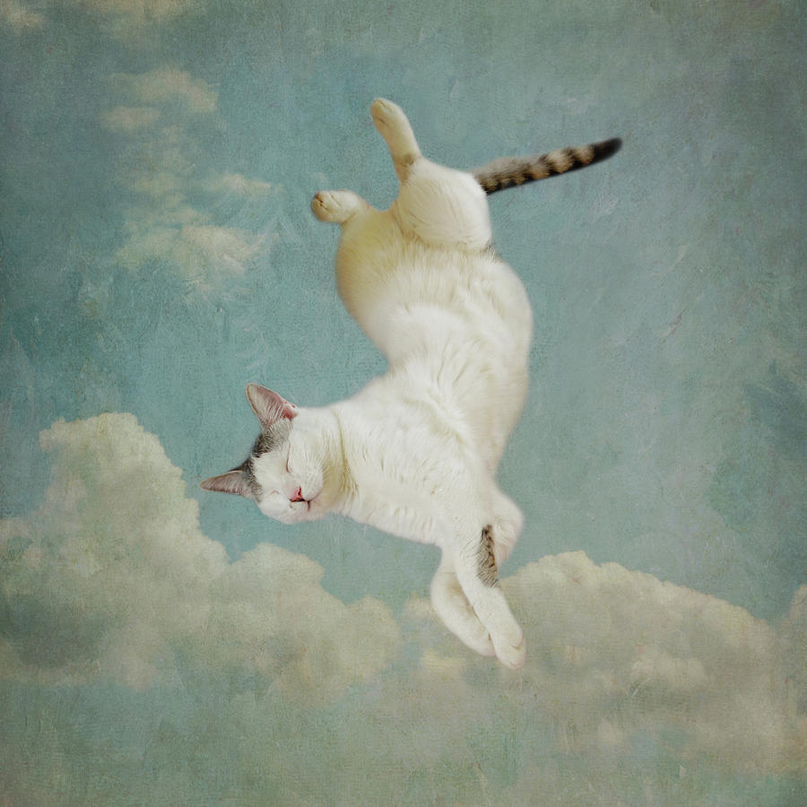 Cat Photograph - Dreaming of Tiepolo by Sally Banfill