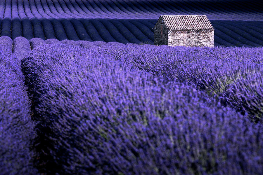 Dreaming Purple Photograph by Francesco Riccardo Iacomino
