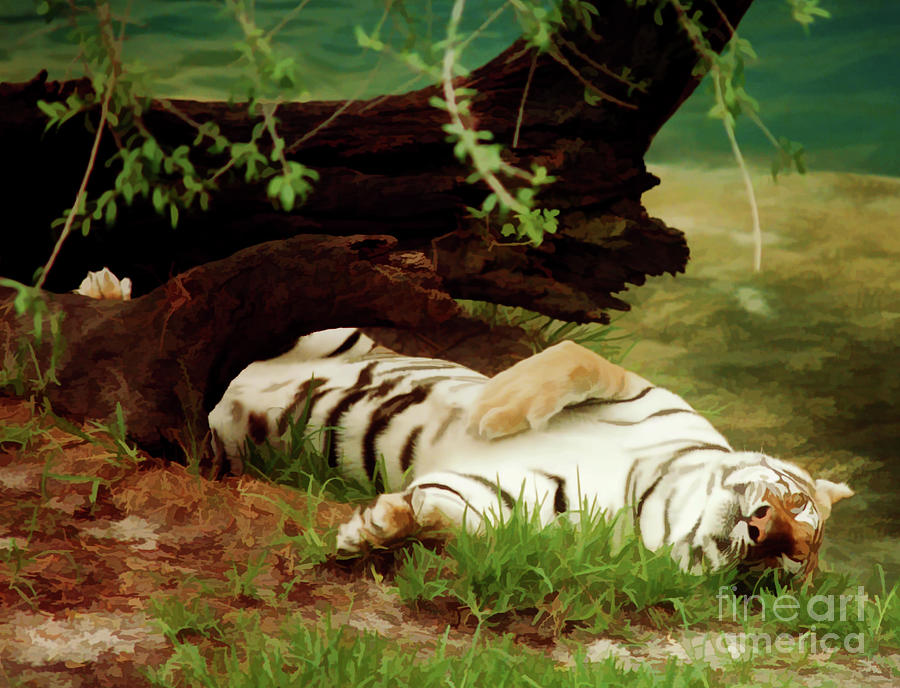 Dreaming - Tiger Photograph by D Hackett