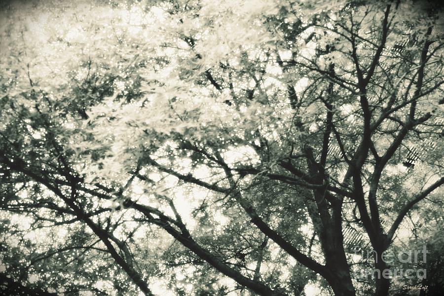 Tree Photograph - Dreaming Trees 1 by Sarah Loft