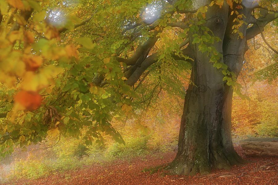 Dreamlike Tree In Autumn Digital Art by Manfred Delpho