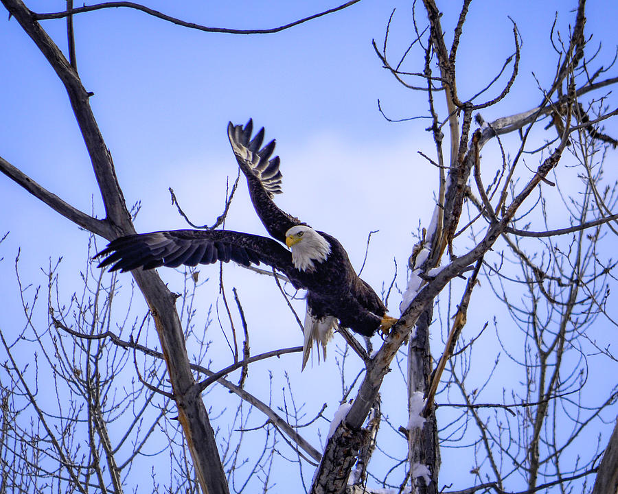 Dreams Of Freedom Bald Eagle Take Off Photograph