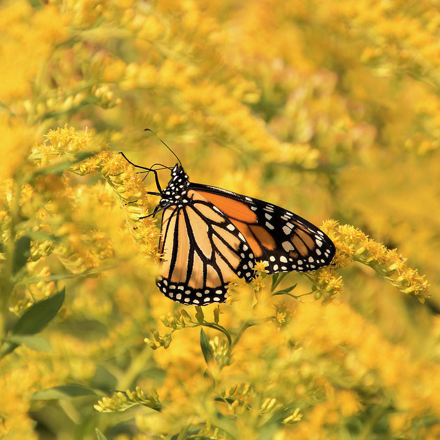 Monarch Butterfly on Goldenrod Photograph by Peggy Collins