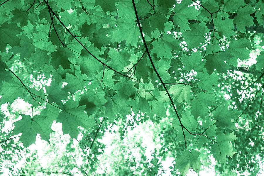 Dreams of Summer in Paolo Veronese Green Photograph by Georgia Mizuleva