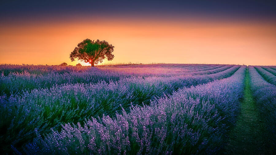 Sunset Photograph - Dreamscapes In Lavender by Kimm