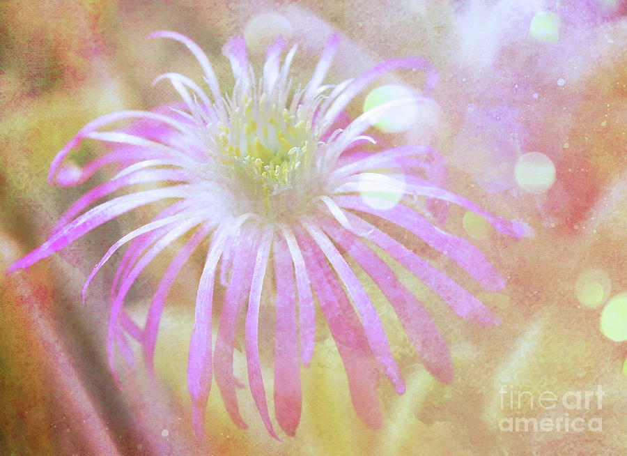 Dreamy .. .floral by Elaine Manley Dreamy .. .floral by Elaine Manley