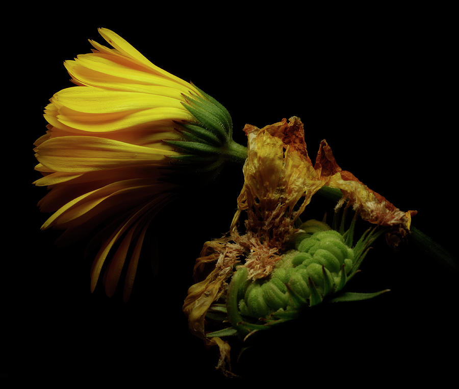 Dreamy #891 by Alexander Svetlov Dreamy #891 by Alexander Svetlov