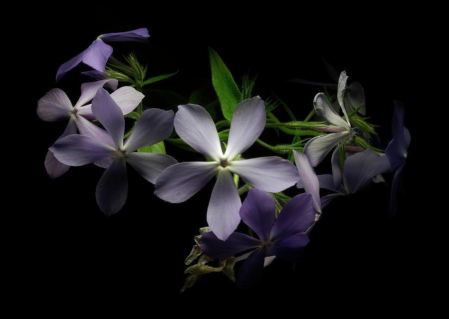 Dreamy #91 by Alexander Svetlov Dreamy #91 by Alexander Svetlov