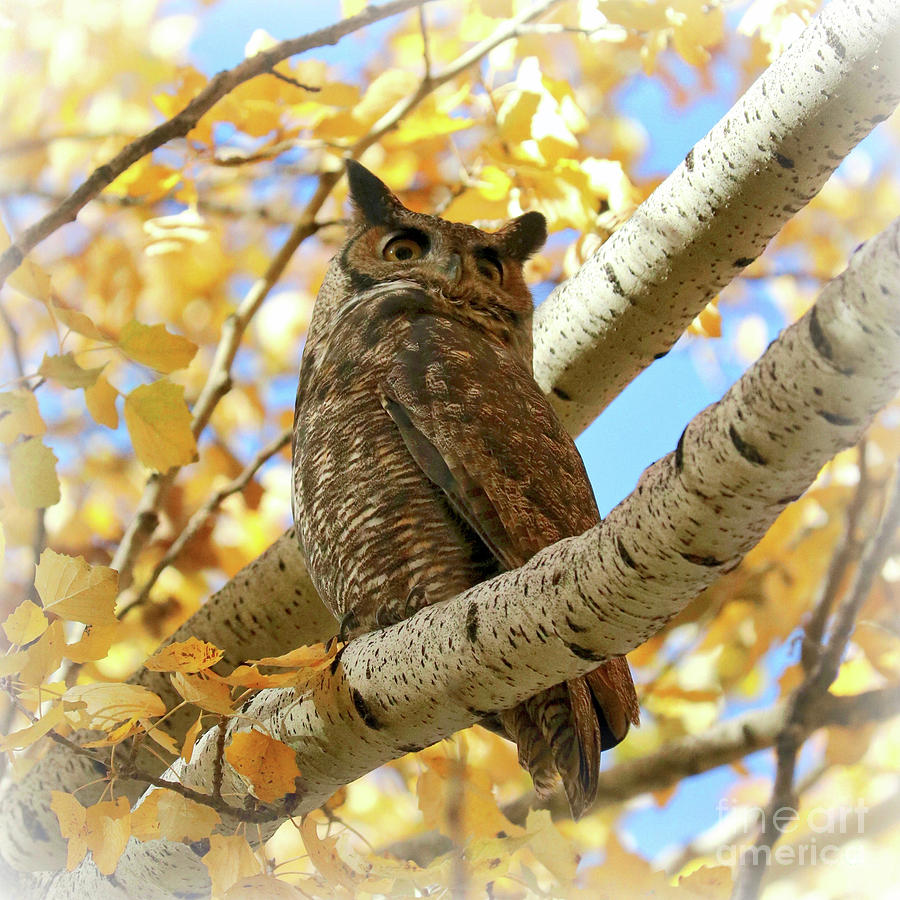 Dreamy Autumn Owl Photograph by Carol Groenen