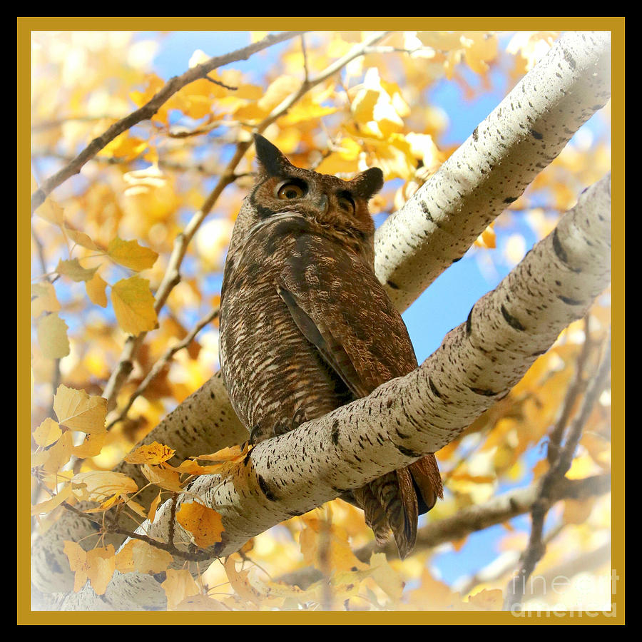 Dreamy Autumn Owl Square with Border Photograph by Carol Groenen