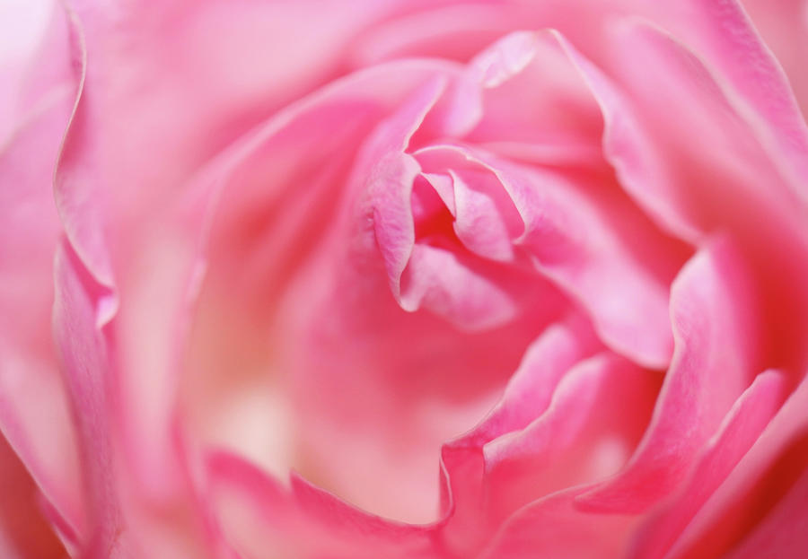 Dreamy Closeup Of A Rose Photograph by Johanna Hurmerinta