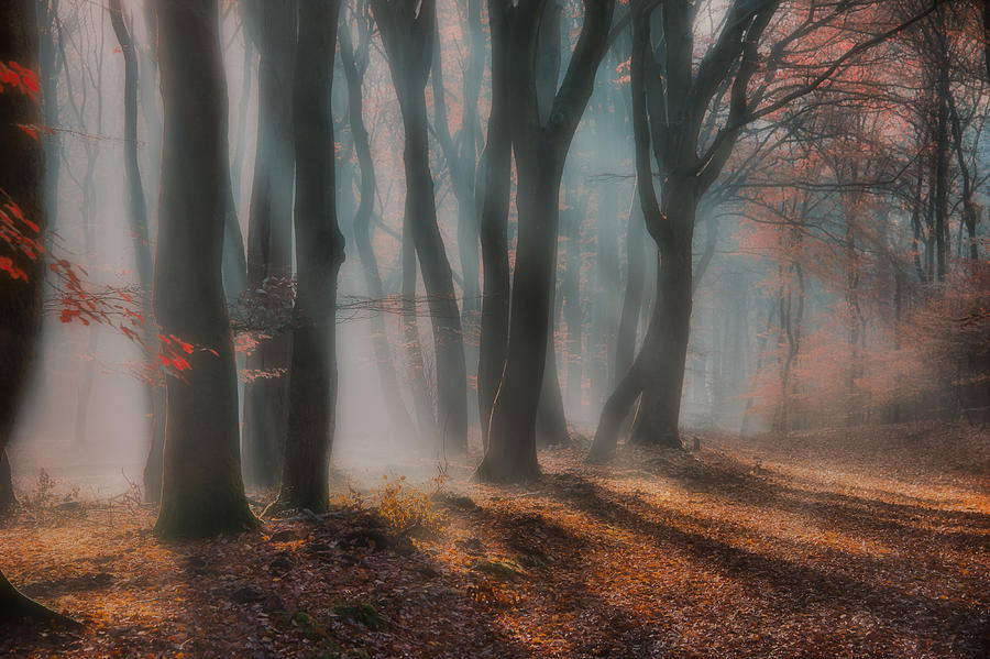 Tree Photograph - Dreamy Forest ....... by Piet Haaksma