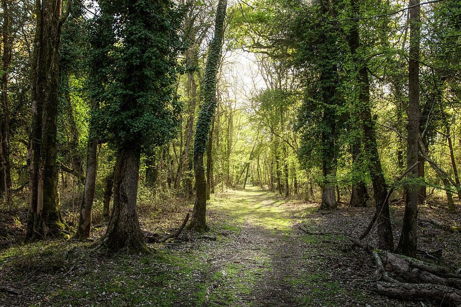 Dreamy forest by Matteo Viviani Dreamy forest by Matteo Viviani