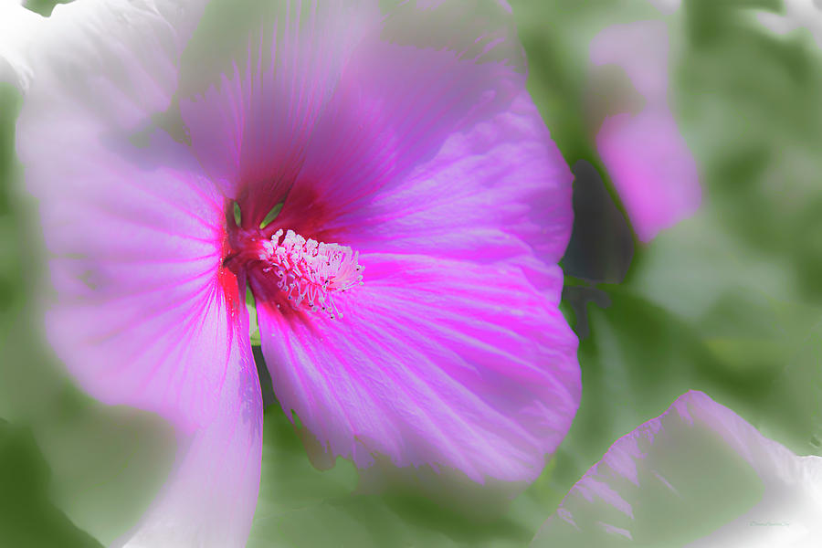 Dreamy Hibiscus Photograph by Diane Lindon Coy