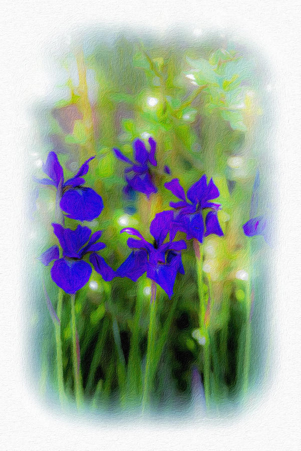 Dreamy Irises Photograph by Diane Lindon Coy