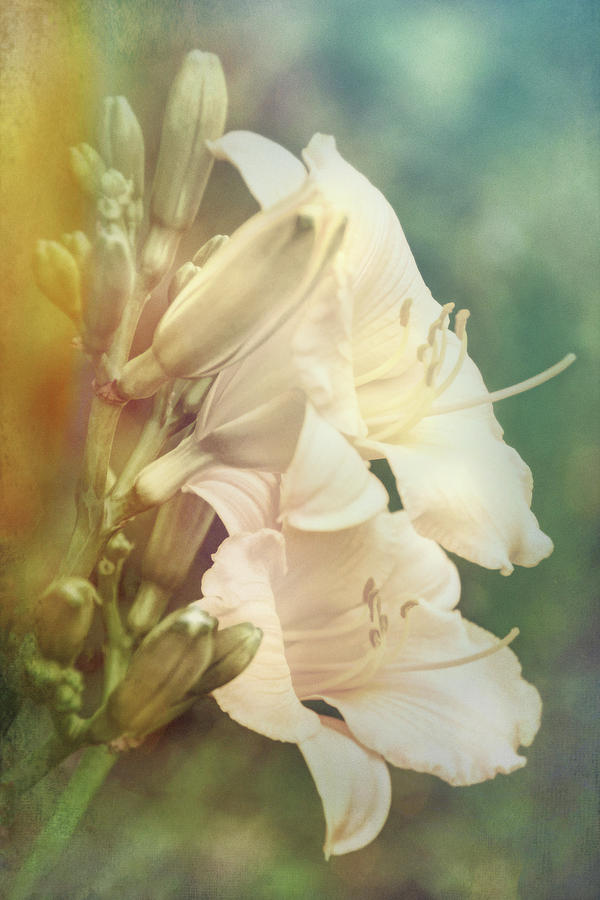Dreamy Lilies Photograph by Leda Robertson