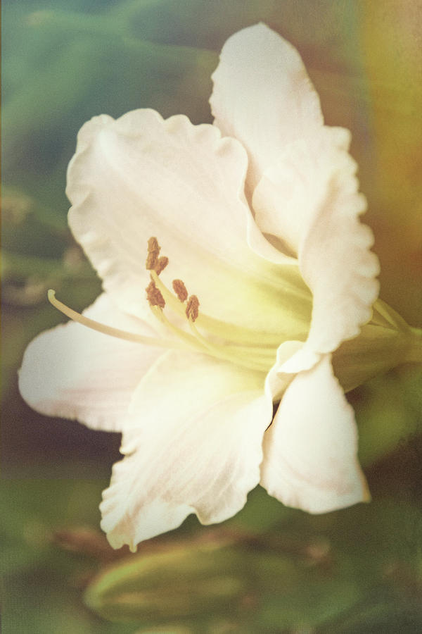 Dreamy Lily Photograph by Leda Robertson