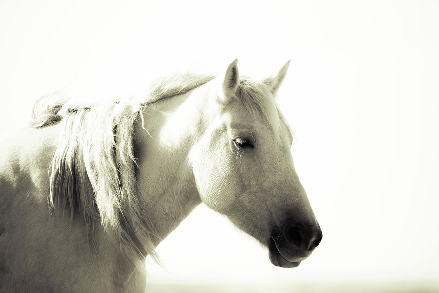 Dreamy mare Photograph by Mary Hone