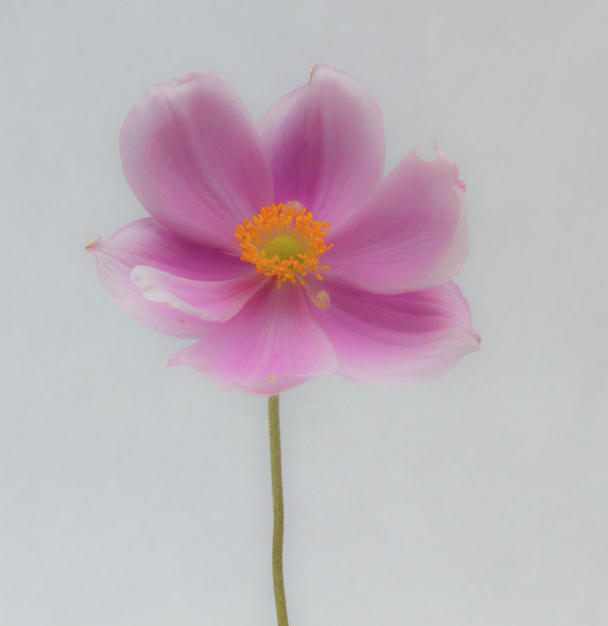 Dreamy Pink Anemone Photograph by Jean Noren
