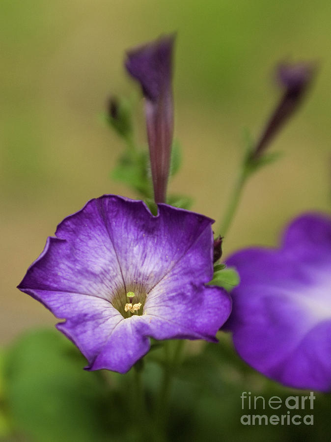 Dreamy Purple Petunias Photograph by Dorothy Lee