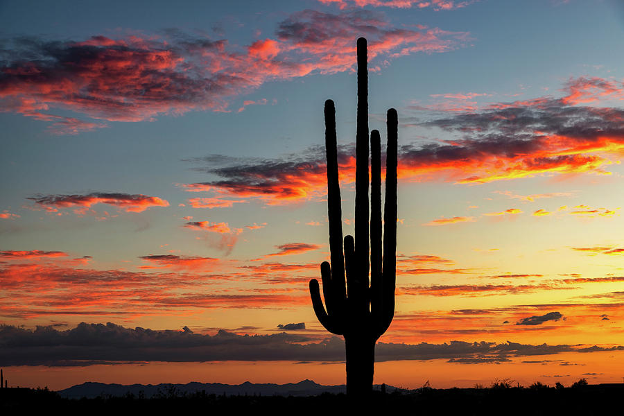 Dreamy Saguaro Silhouette Sunset by Saija Lehtonen Dreamy Saguaro Silhouette Sunset by Saija Lehtonen