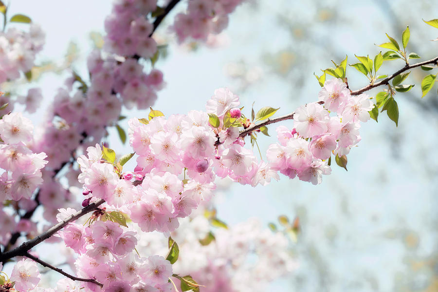 Dreamy Sakura Flowers Photograph by Alain De Maximy