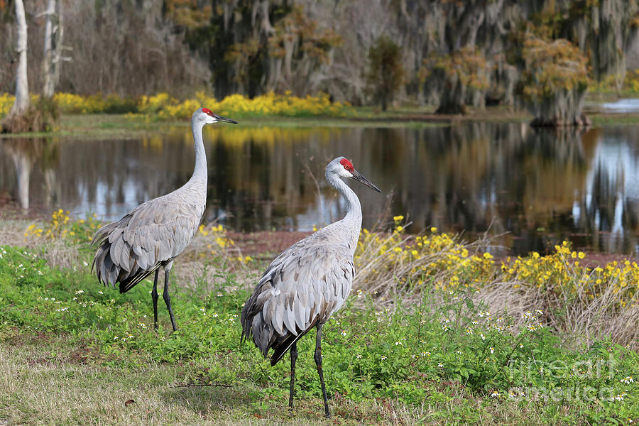 Dreamy Sandhill Cranes in the Florida Wetlands Photograph by Carol Groenen