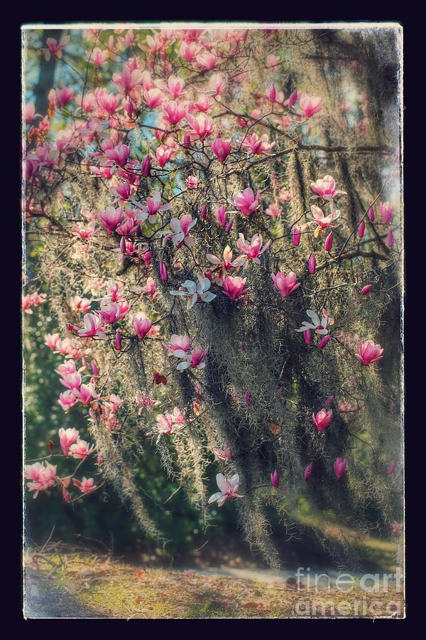 Dreamy Saucer Magnolia Tree with Textures and Border Photograph by Carol Groenen