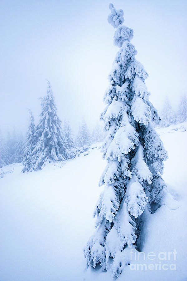 Winter Tree Photograph, Snow Wall Art, Evergreen Trees, Snowy Tree Picture, Snow  Covered Tree Branches, Dreamy Nature Photography - Norway, Winter Tree