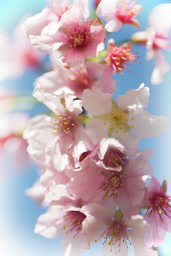 Dreamy Spring Blossoms Photograph by Lynn Bauer