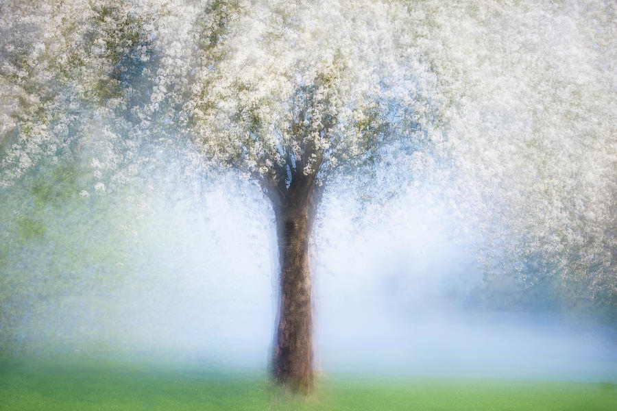 Spring Photograph - Dreamy Spring by Martina Stutz